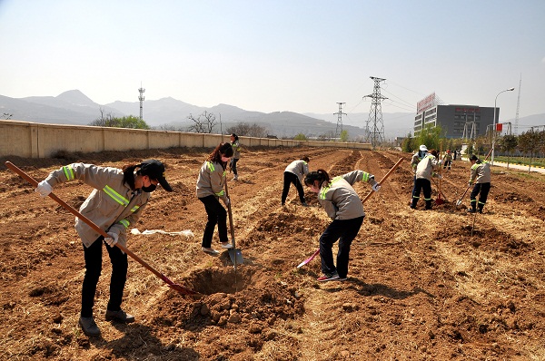 富平公司：植樹(shù)造林為公司再添新綠