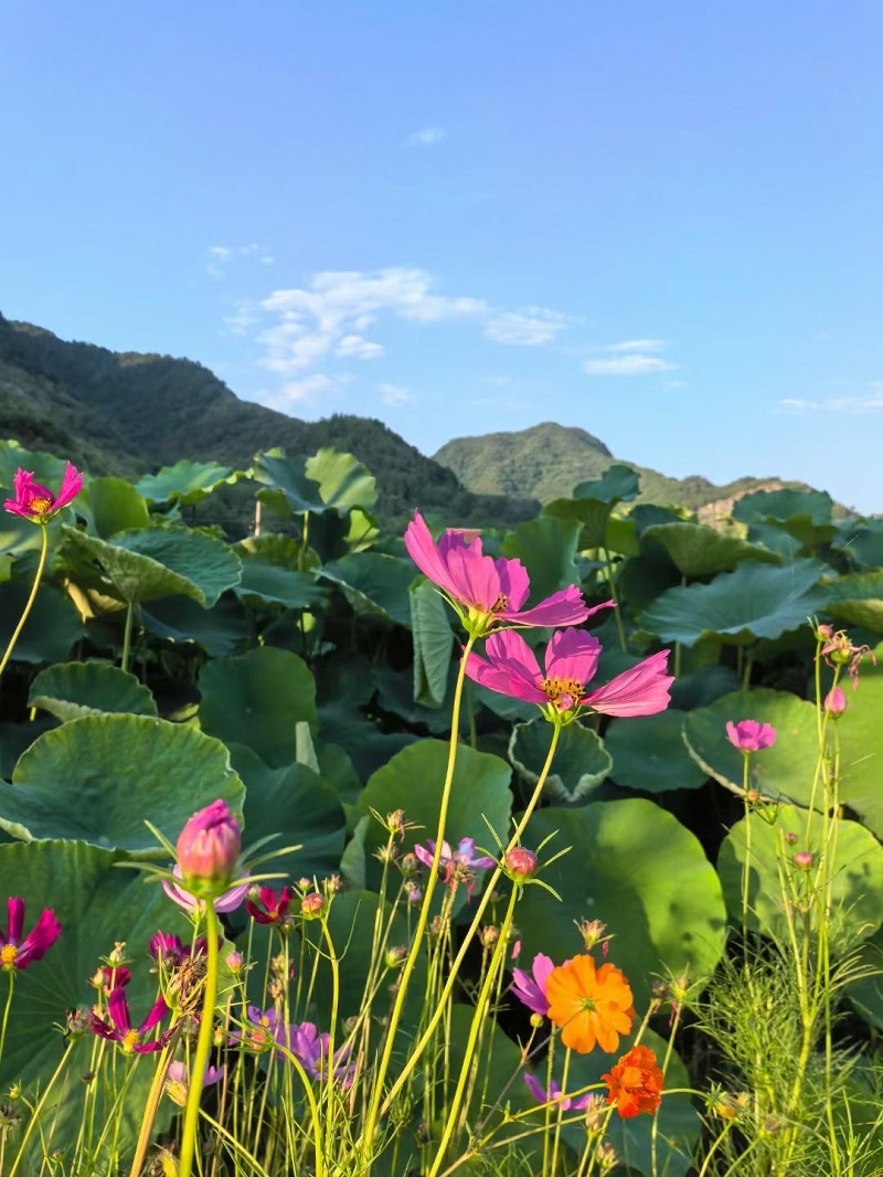 賞荷——時(shí)間都去哪了